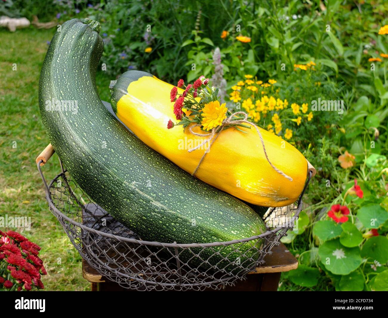 Zucchini Ernte in einem Korb - 'Defender' und 'Zephyr' Sorten Stockfoto