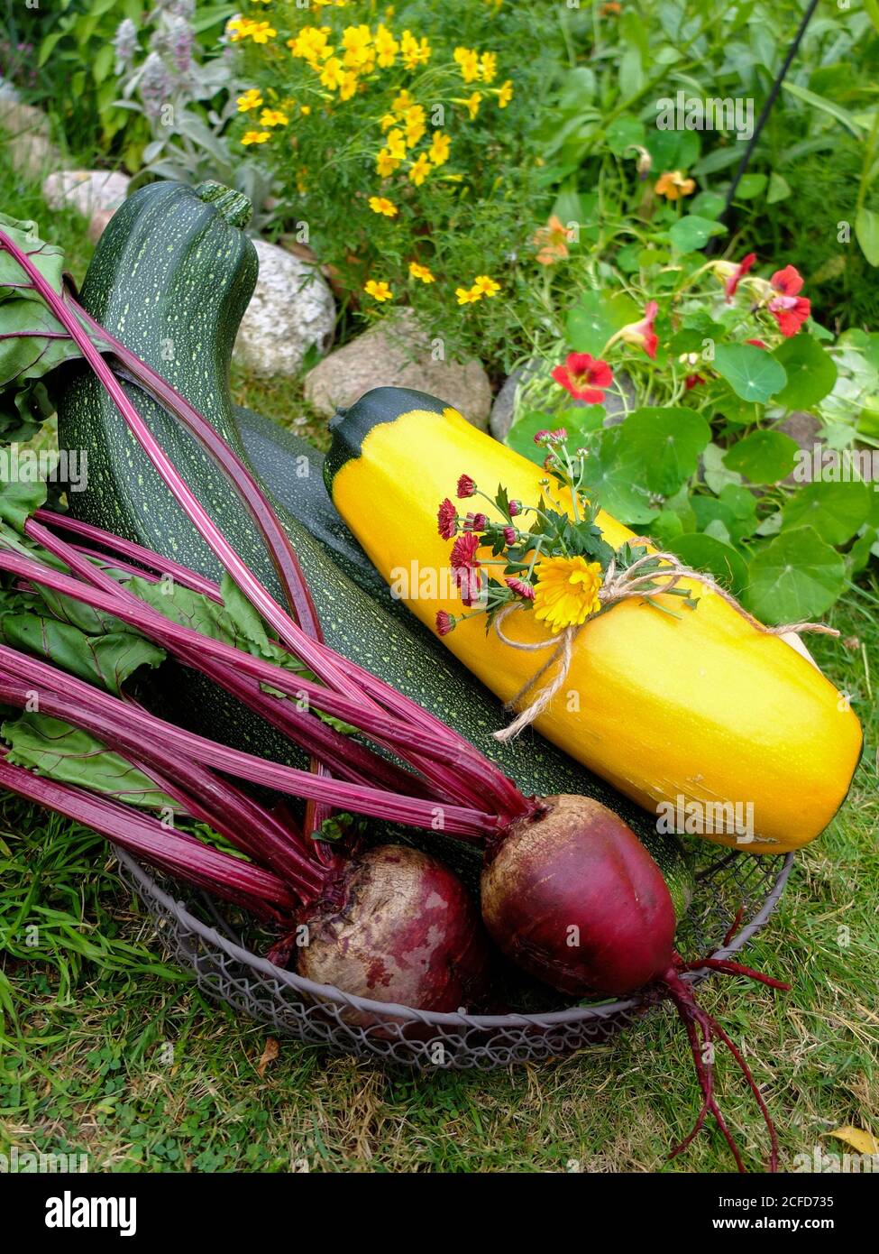 Zucchini Ernte in einem Korb - 'Defender' und 'Zephyr' Sorte, sowie Rote Bete Stockfoto