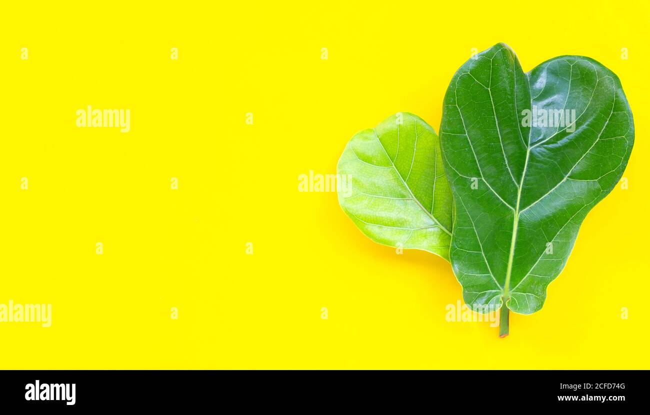 Ficus lyrate Blätter auf gelbem Hintergrund. Speicherplatz kopieren Stockfoto