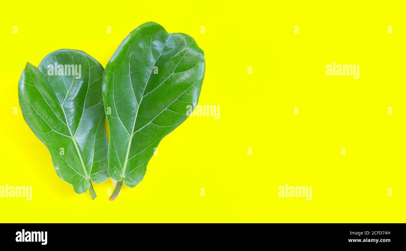 Ficus lyrate Blätter auf gelbem Hintergrund. Speicherplatz kopieren Stockfoto