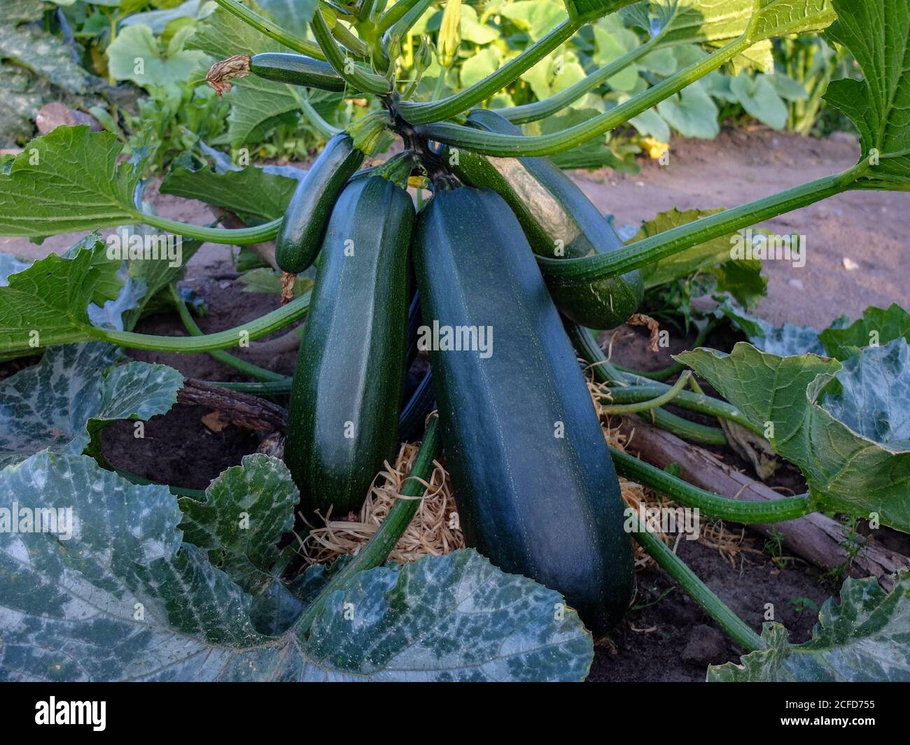 Zucchini liegt auf Holzwolle als Basis, als Schutz gegen Verrottung Stockfoto