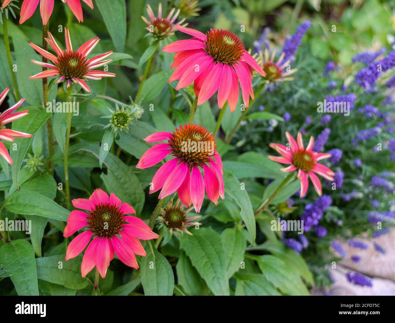 Imitierter Sonnenhut „Kim's Knee High“ (Echinacea purpurea) Im Bett Stockfoto