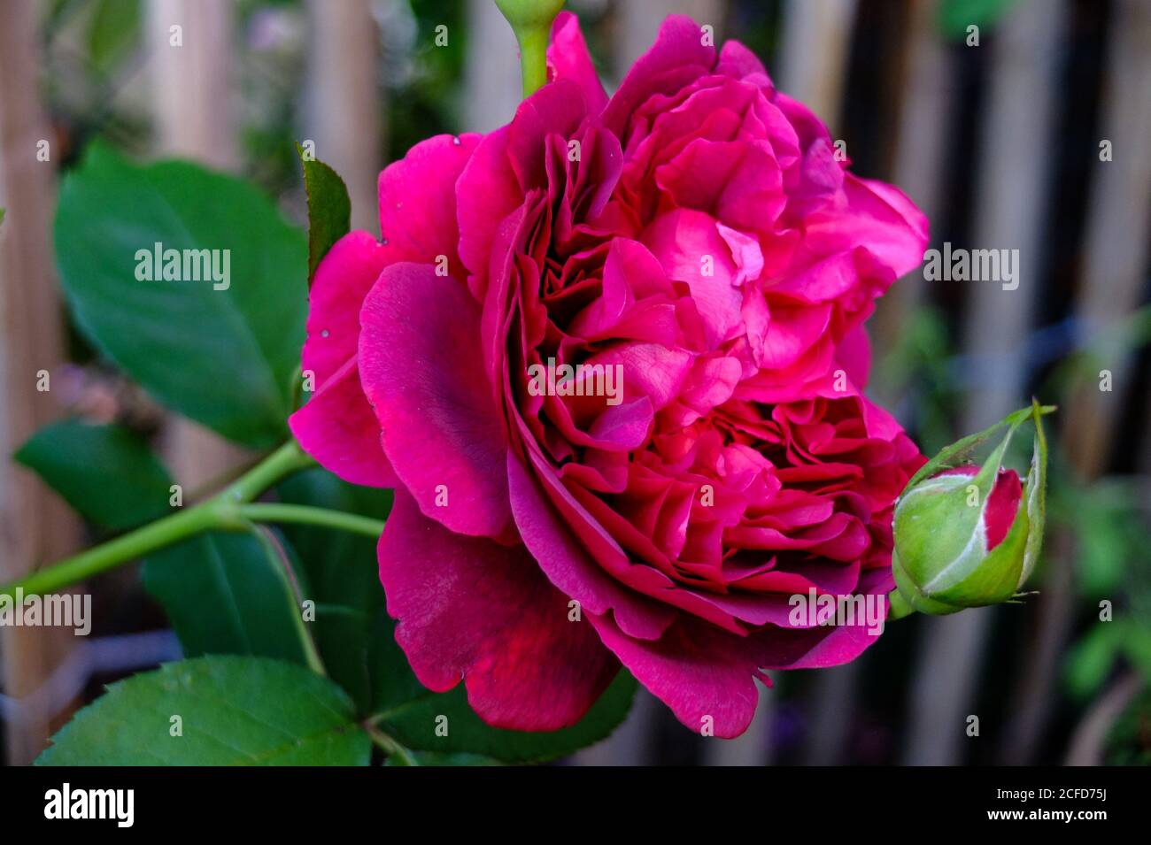 Englische Rose 'William Shakespeare 2000', Doppelblume Stockfoto