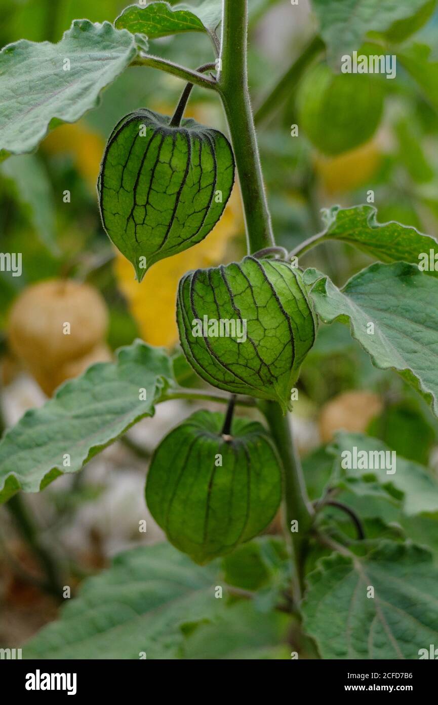 Physalis peruviana, 'peruanische Andenbeere' im Garten Stockfoto