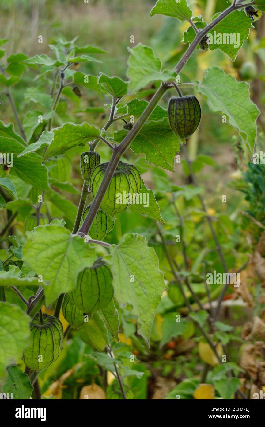 Physalis peruviana, 'peruanische Andenbeere' im Garten Stockfoto