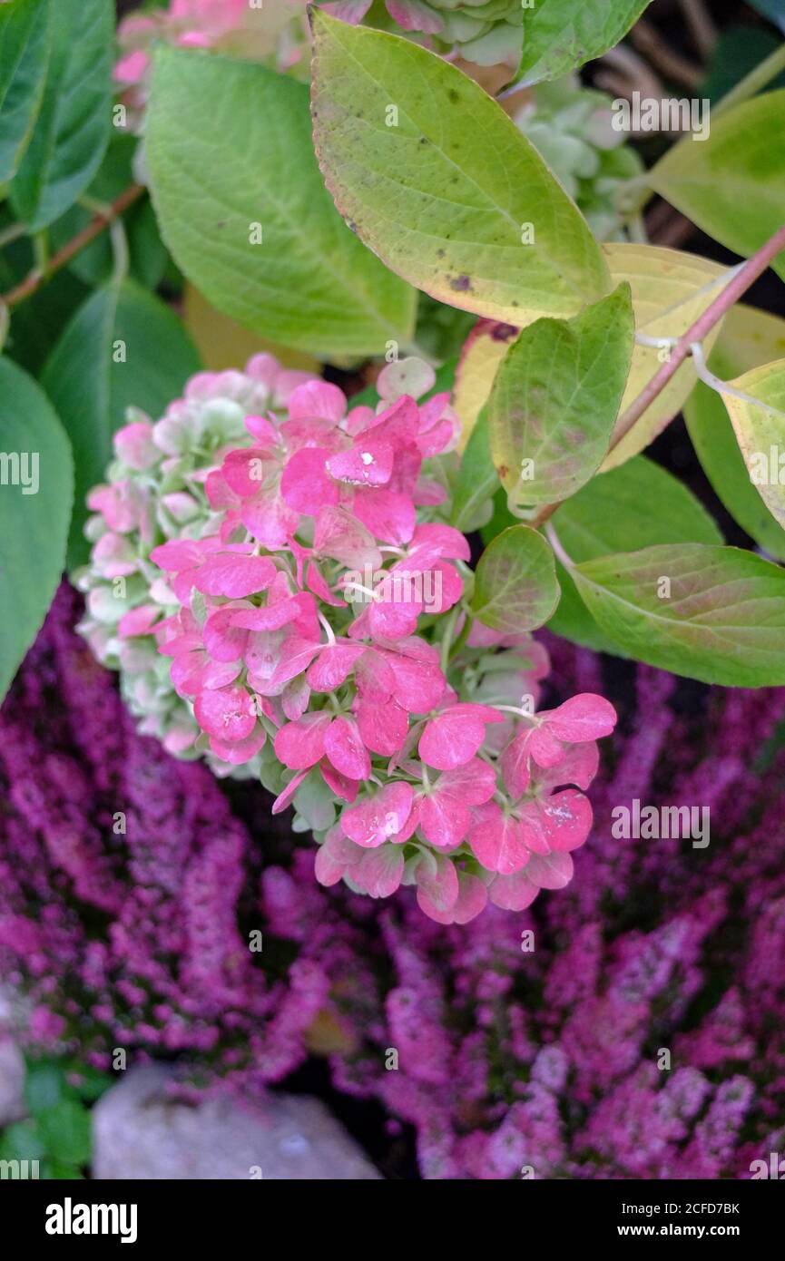 Leuchtend farbige Hortensien (Hortensien) blühen im Herbst rosa Stockfoto