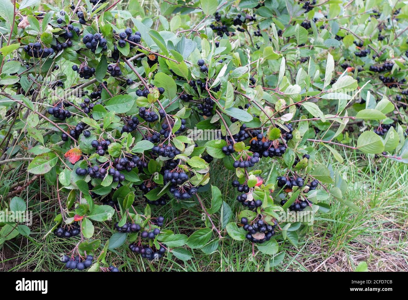 Aronia strauch Fotos und Bildmaterial in hoher Auflösung Alamy