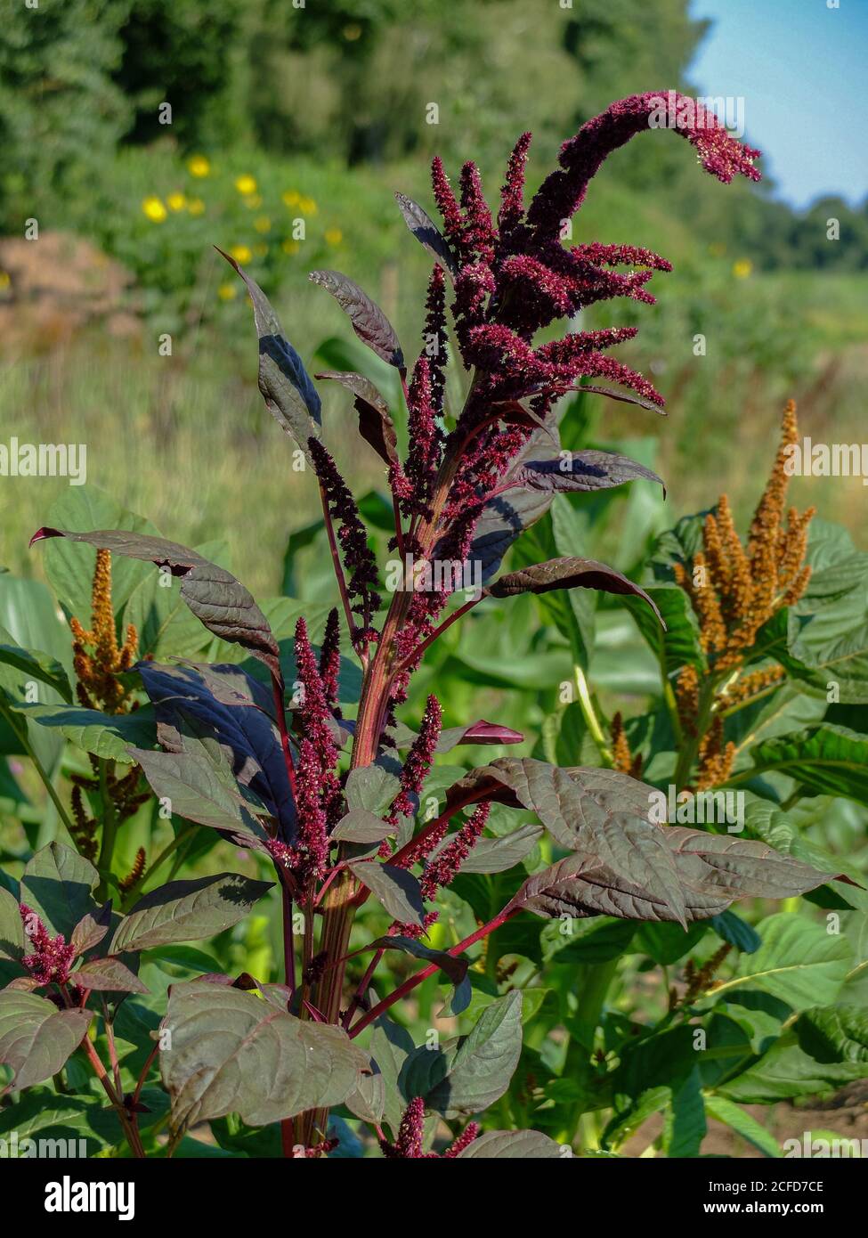 Gemüse Amaranth - Rotblättriger Fuchsschwanz (Amaranthus) wächst im Garten Stockfoto