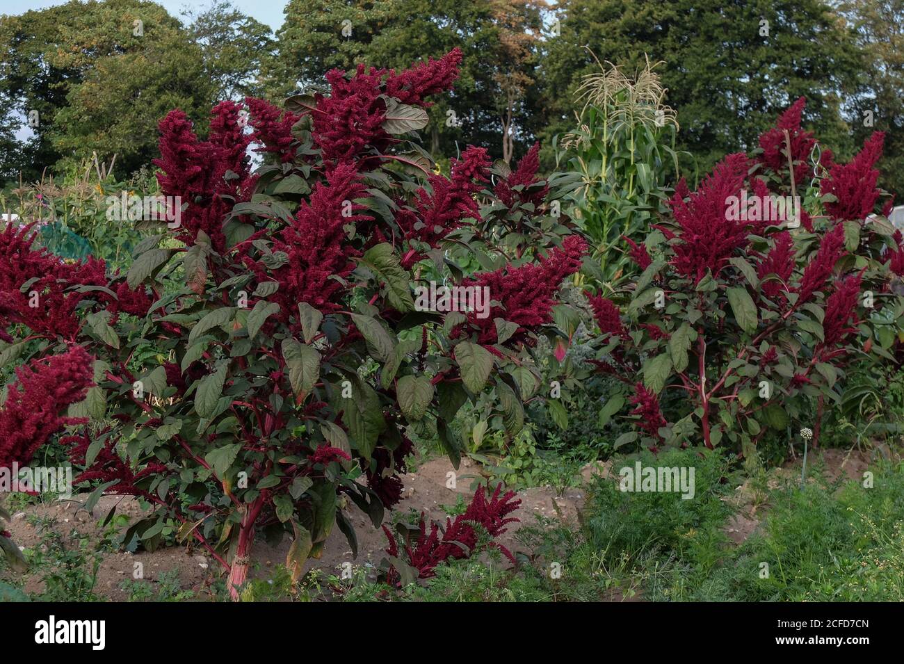 Amaranth (Amaranthus) wächst im Garten Stockfoto