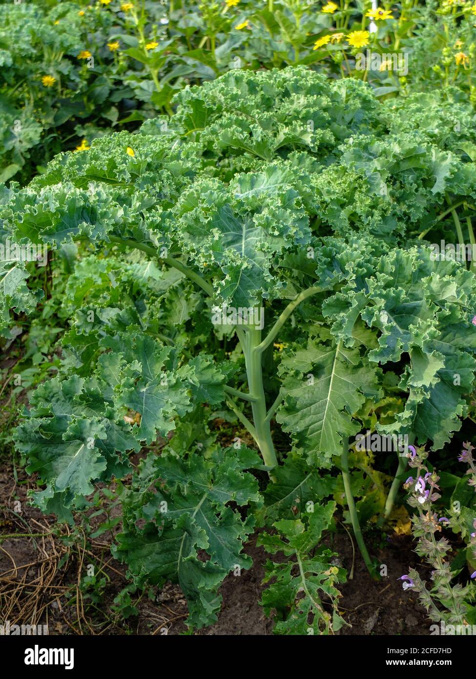 Kale (Brassica oleracea var. Sabellica) im Gemüsebeet, Sommer Stockfoto