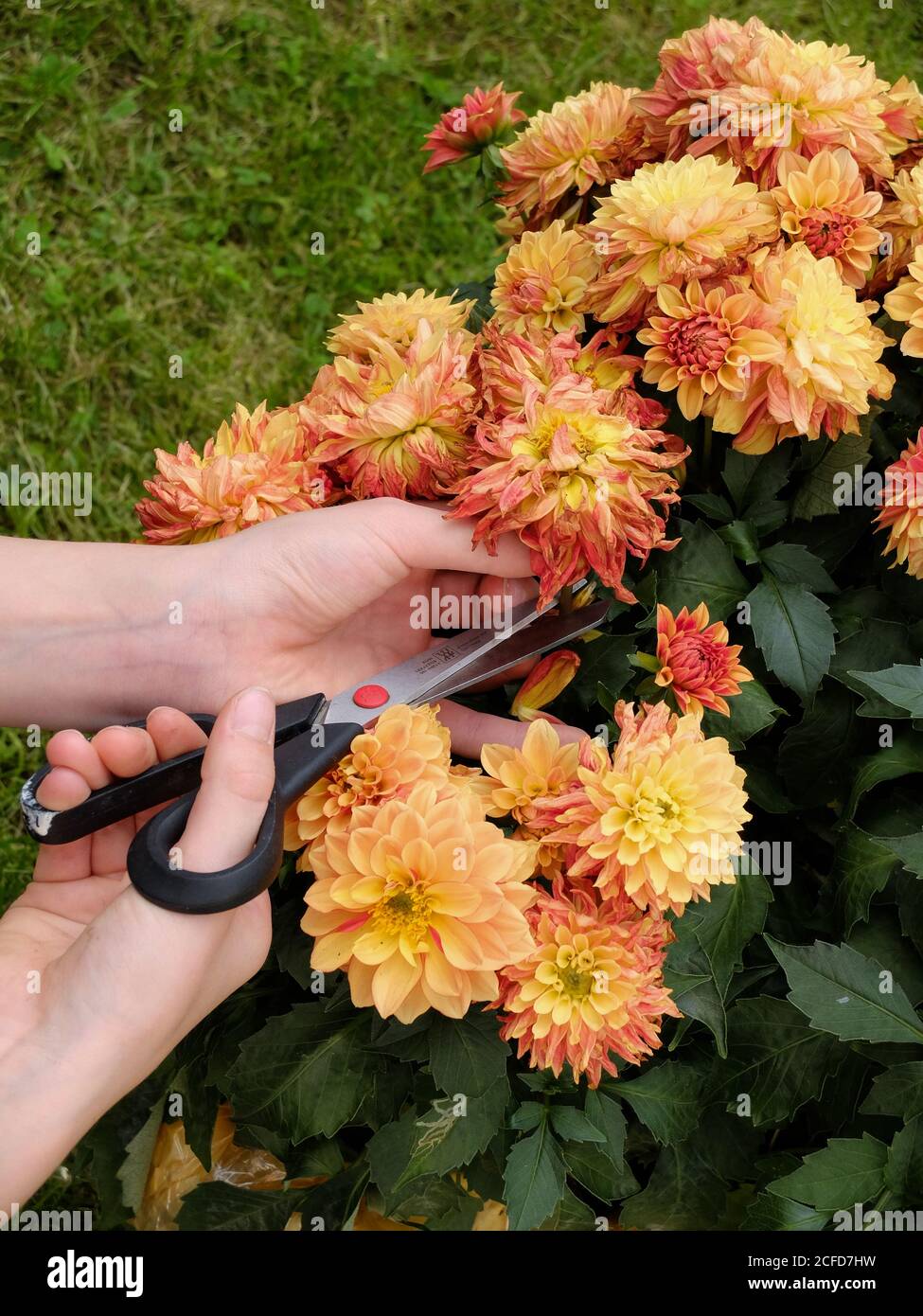 Entfernen Sie verblasste Blumen aus einer Dahlia, Gartenpraxis Stockfoto
