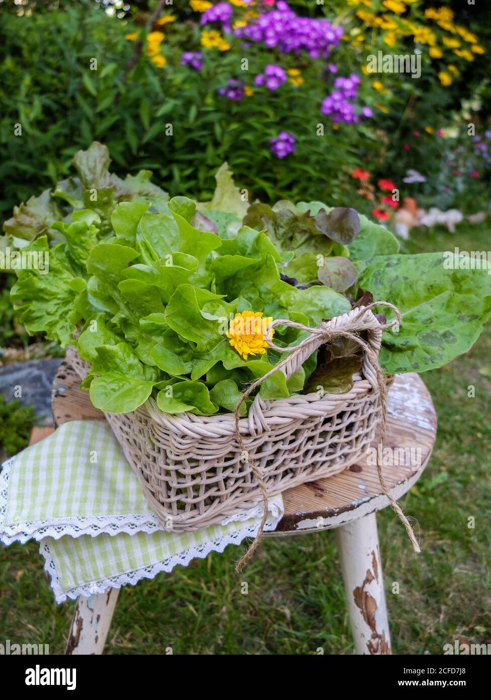 Verschiedene frisch gepflückte Salate in einem dekorativen Korb Stockfoto