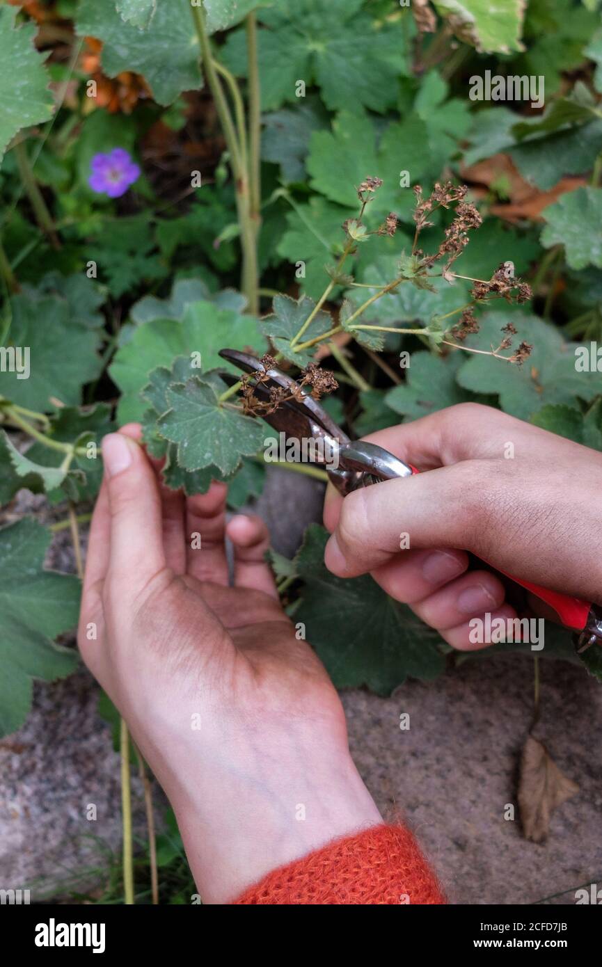 Entfernen von trockenen Blättern aus dem Mantel der Dame (Alchemilla), Gartenpraxis Stockfoto