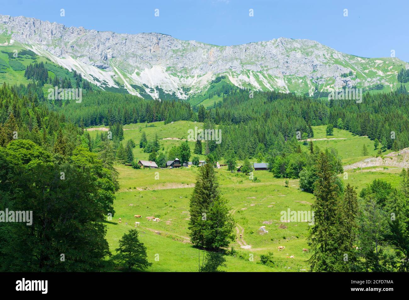 Sankt Barbara im Mürztal, Berg hohe Veitsch (Veitschalpe), Alm Brunnalm in Hochsteiermark, Steiermark, Österreich Stockfoto