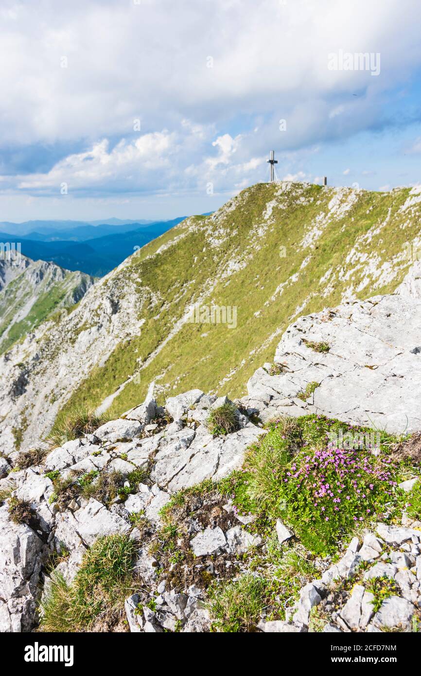Sankt Barbara im Mürztal, Berg hohe Veitsch (Veitschalpe), Gipfelkreuz, Blumen in der Hochsteiermark, Steiermark, Österreich Stockfoto
