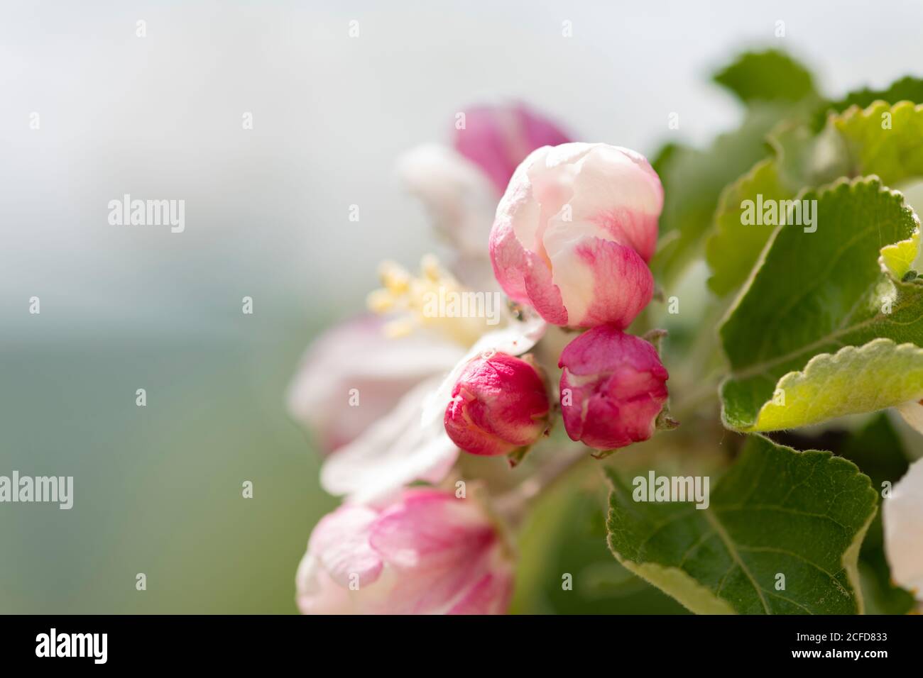 Apfelblüte, close-up Stockfoto