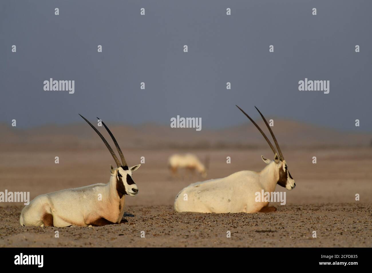 Arabian Oryx (Oryx leucoryx) im Al Marmoom Desert Conservation Reserve, Vereinigte Arabische Emirate Stockfoto