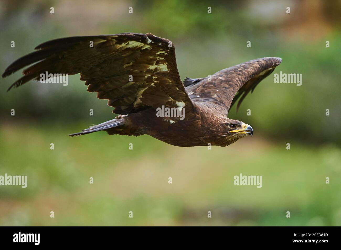 Steppenadler (Aquila nipalensis ) im Flug, gefangen, Bayern, Deutschland Stockfoto