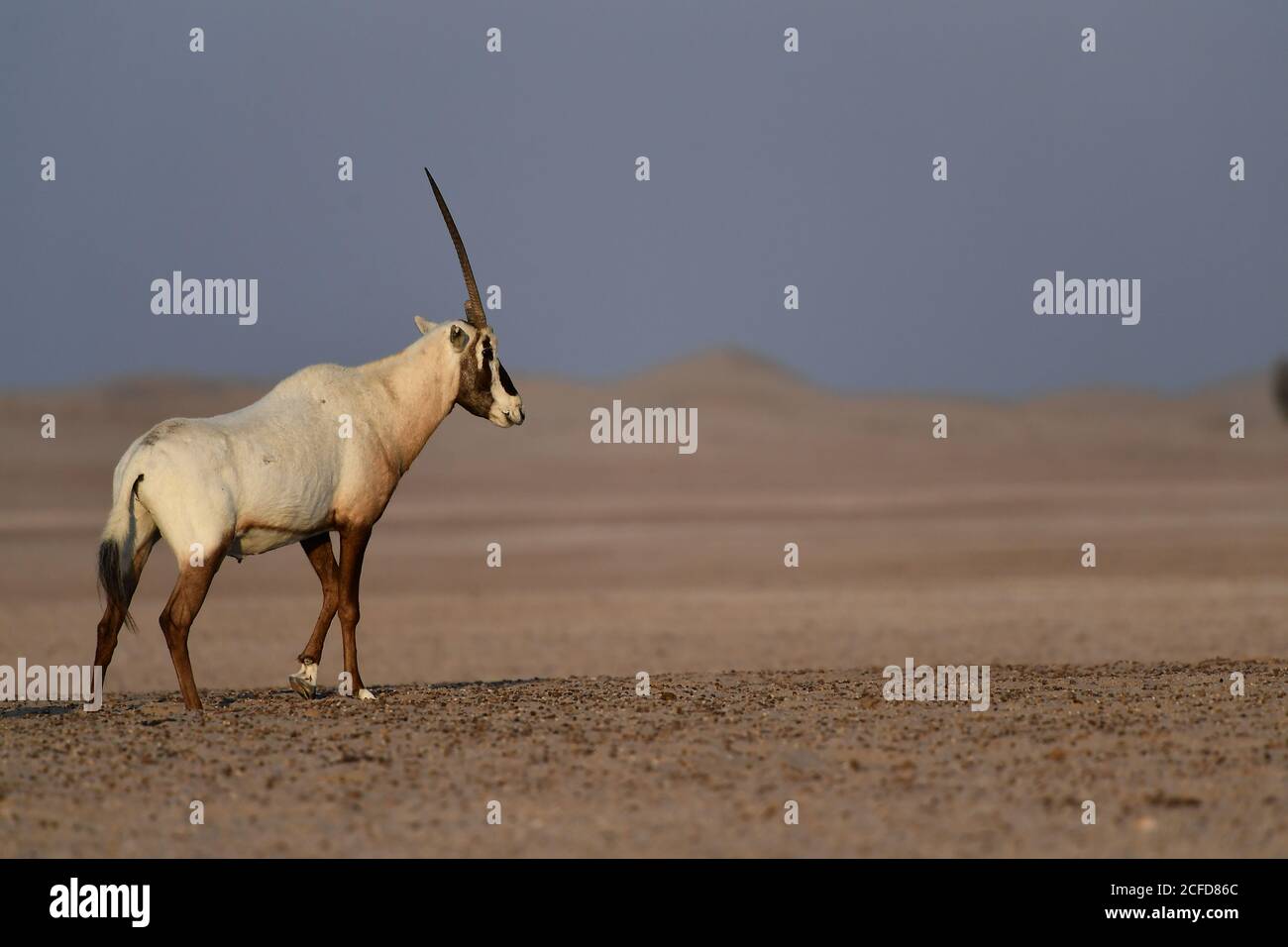 Arabian Oryx (Oryx leucoryx) im Al Marmoom Desert Conservation Reserve, Vereinigte Arabische Emirate Stockfoto