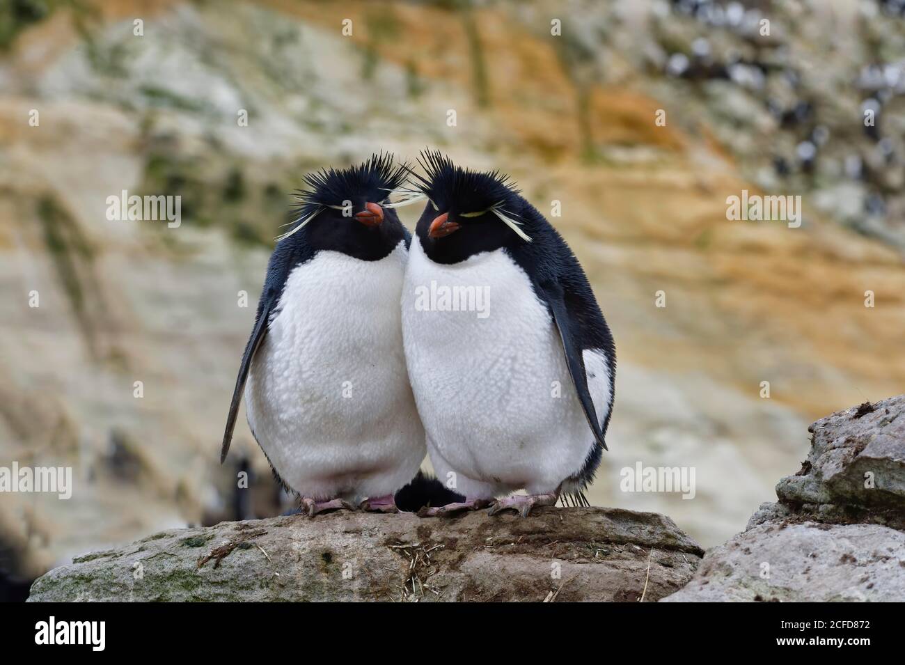 Einige der südlichen Rockhopper Pinguine (Eudytes chrysocome), New Island, Falkland Islands, British Overseas Territory Stockfoto