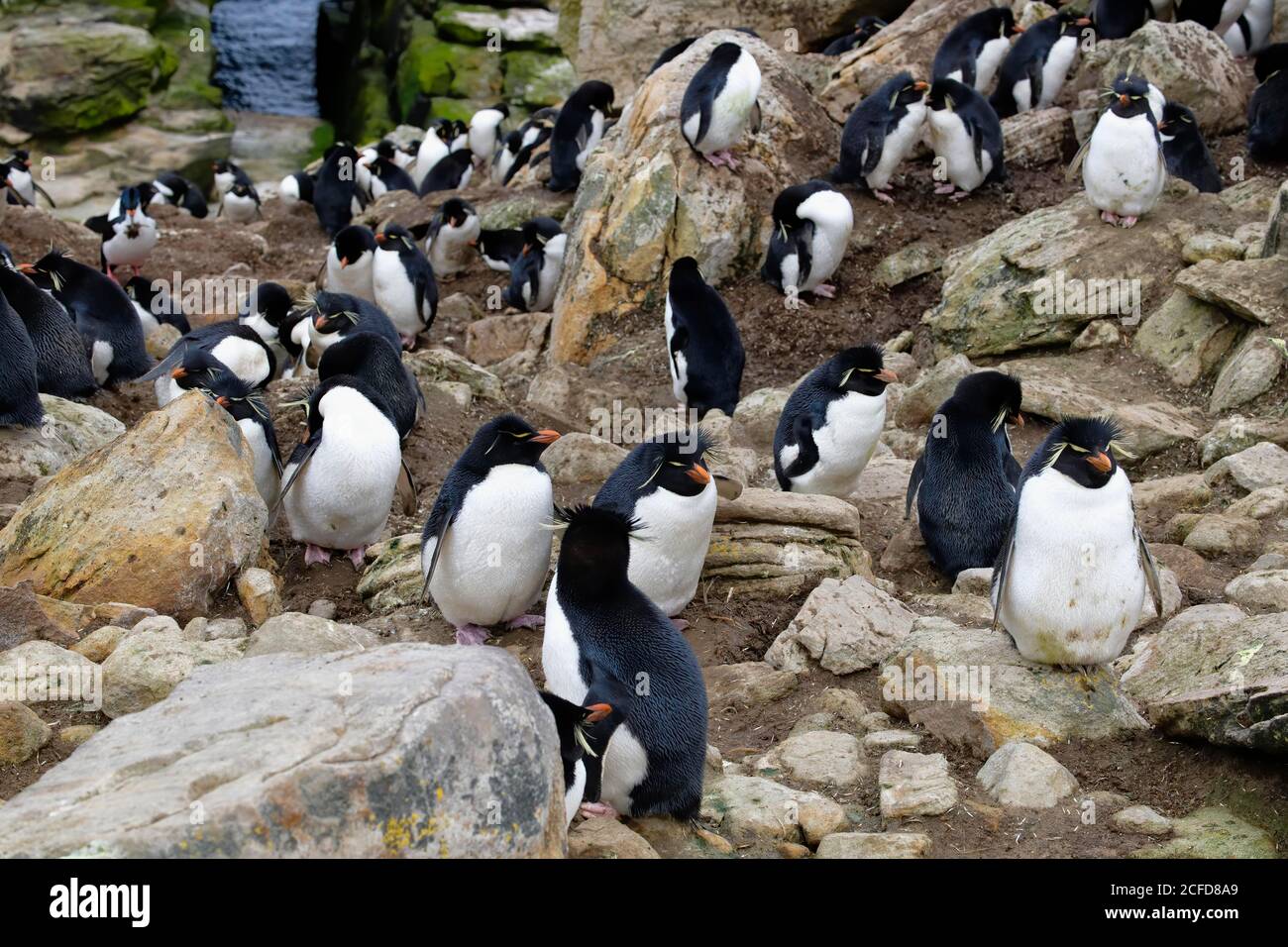 Southern Rockhopper Pinguine (Eudytes chrysocome), New Island, Falkland Islands, British Overseas Territory Stockfoto