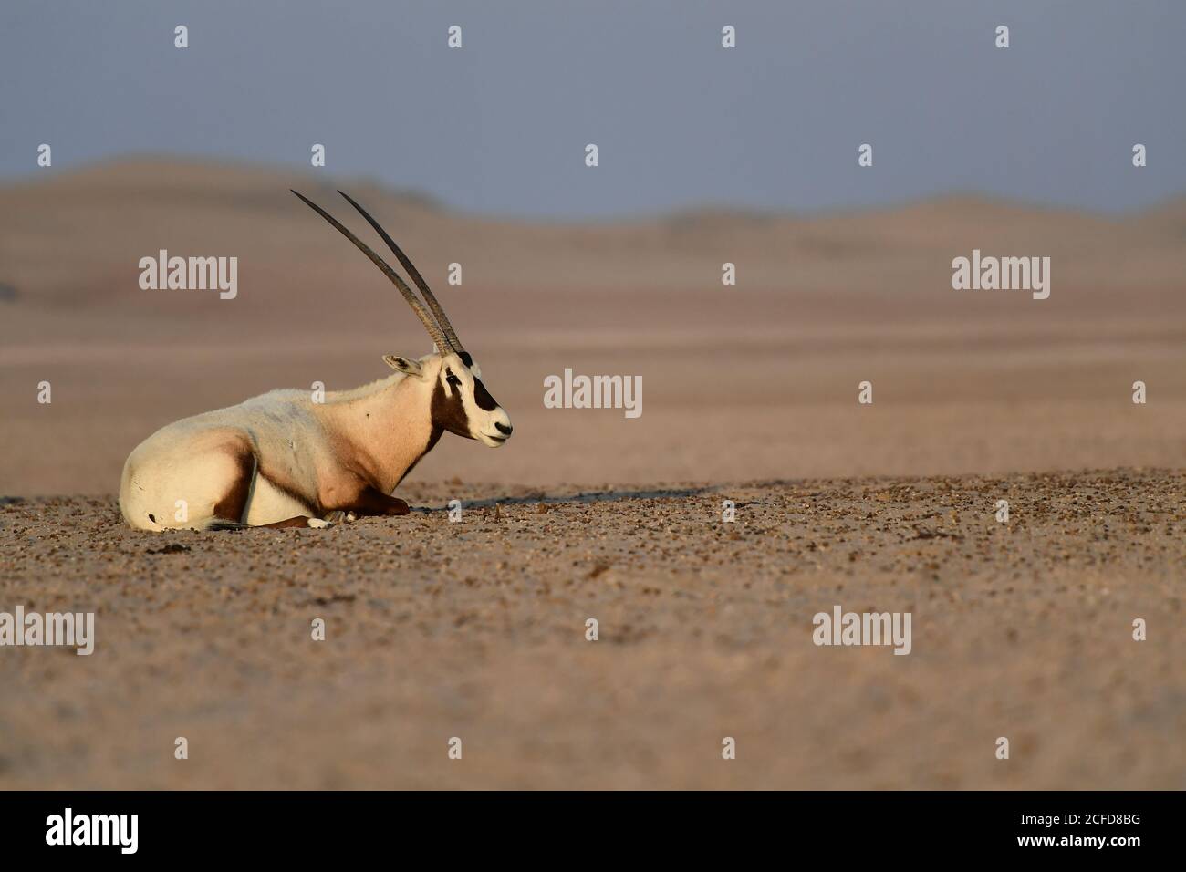 Arabian Oryx (Oryx leucoryx) im Al Marmoom Desert Conservation Reserve, Vereinigte Arabische Emirate Stockfoto