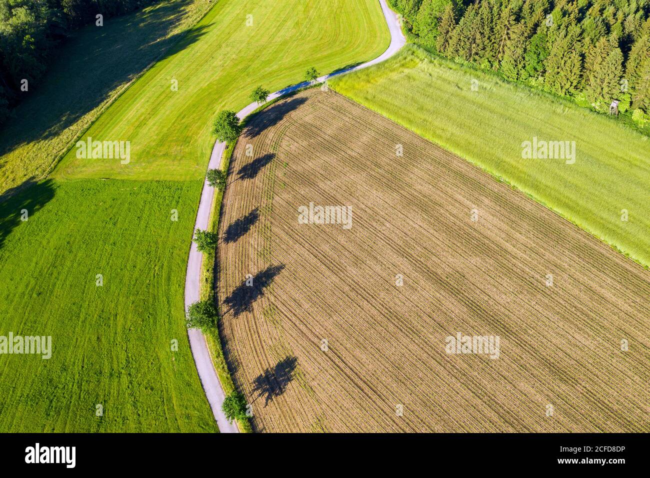 Kleine Straße durch Wiese und Feld mit Bäumen und Schatten, Eurasburg, Tölzer-Land, Oberbayern, Bayern, Deutschland Stockfoto