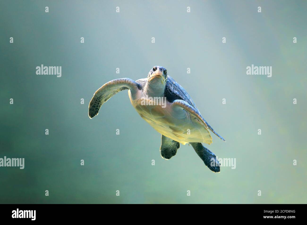Grüne Schildkröte (Chelonia mydas), Erwachsene, schwimmen, im Wasser, gefangen, Kapstadt, Südafrika Stockfoto