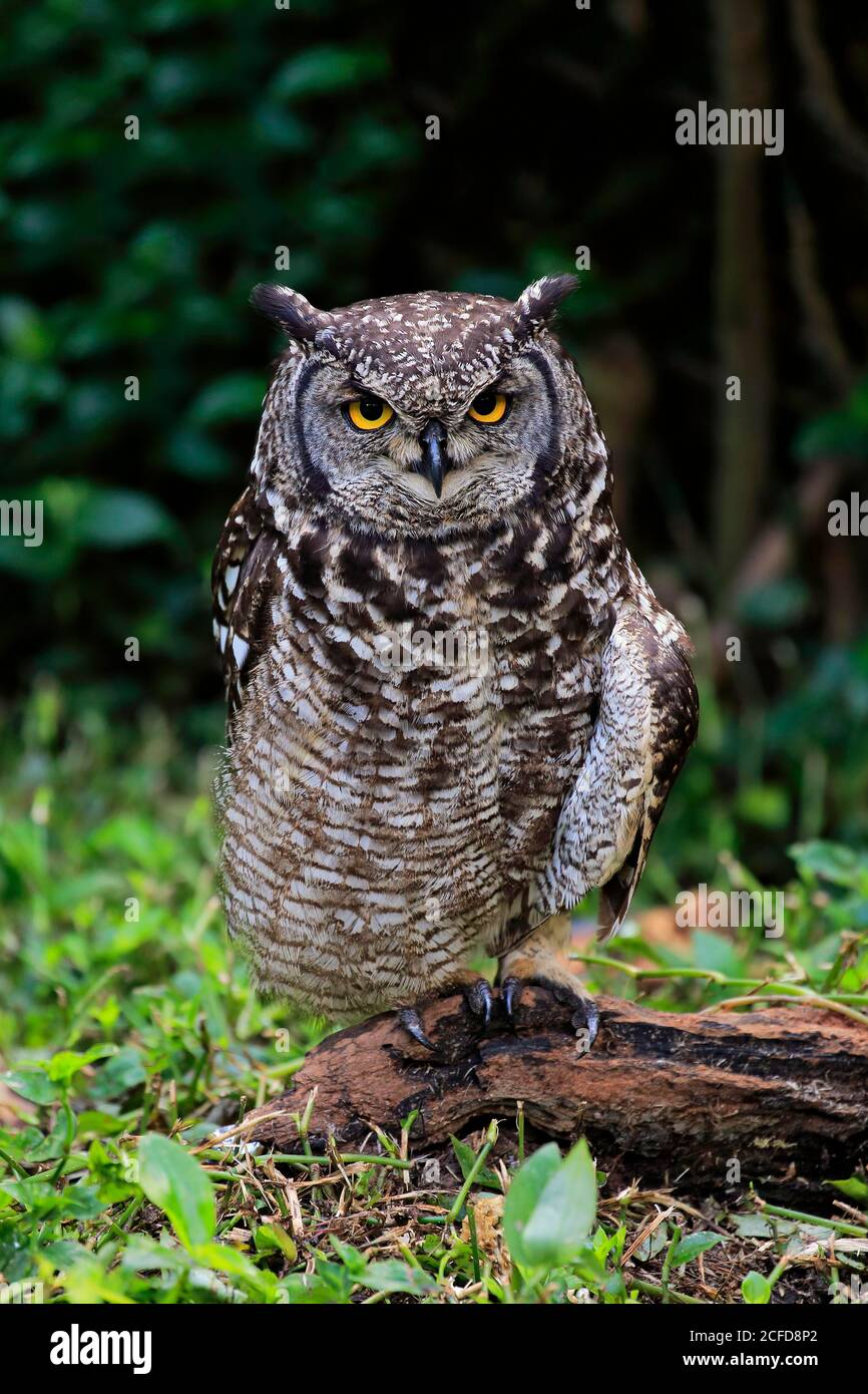 Gefleckte Eule (Bubo africanus), Erwachsene, am Boden, wachsam, Kapstadt, Westkap, Südafrika Stockfoto