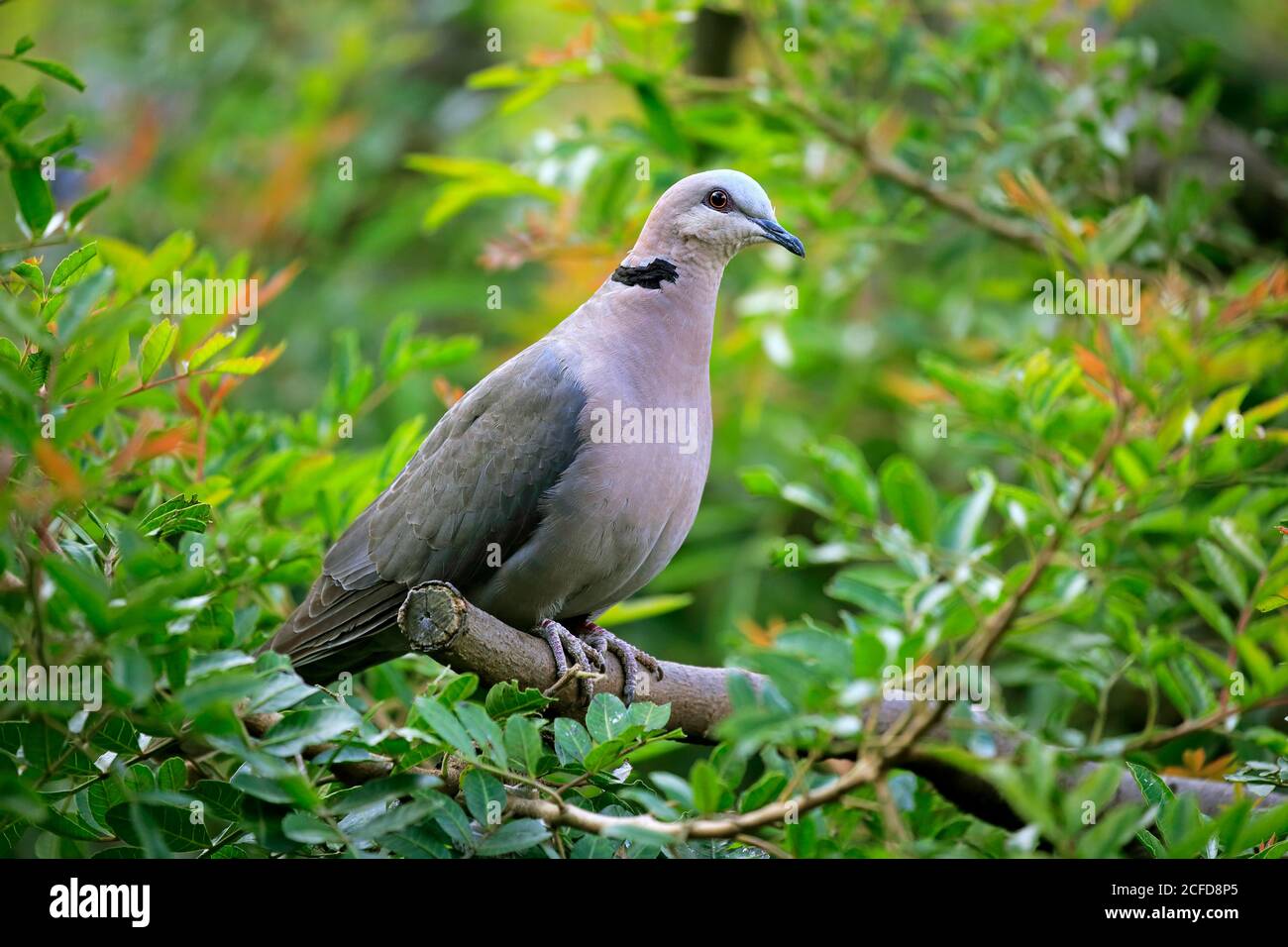 Rotäugige Taube (Streptopelia semitorquata), erwachsen, am Baum, Kapstadt, Südafrika Stockfoto