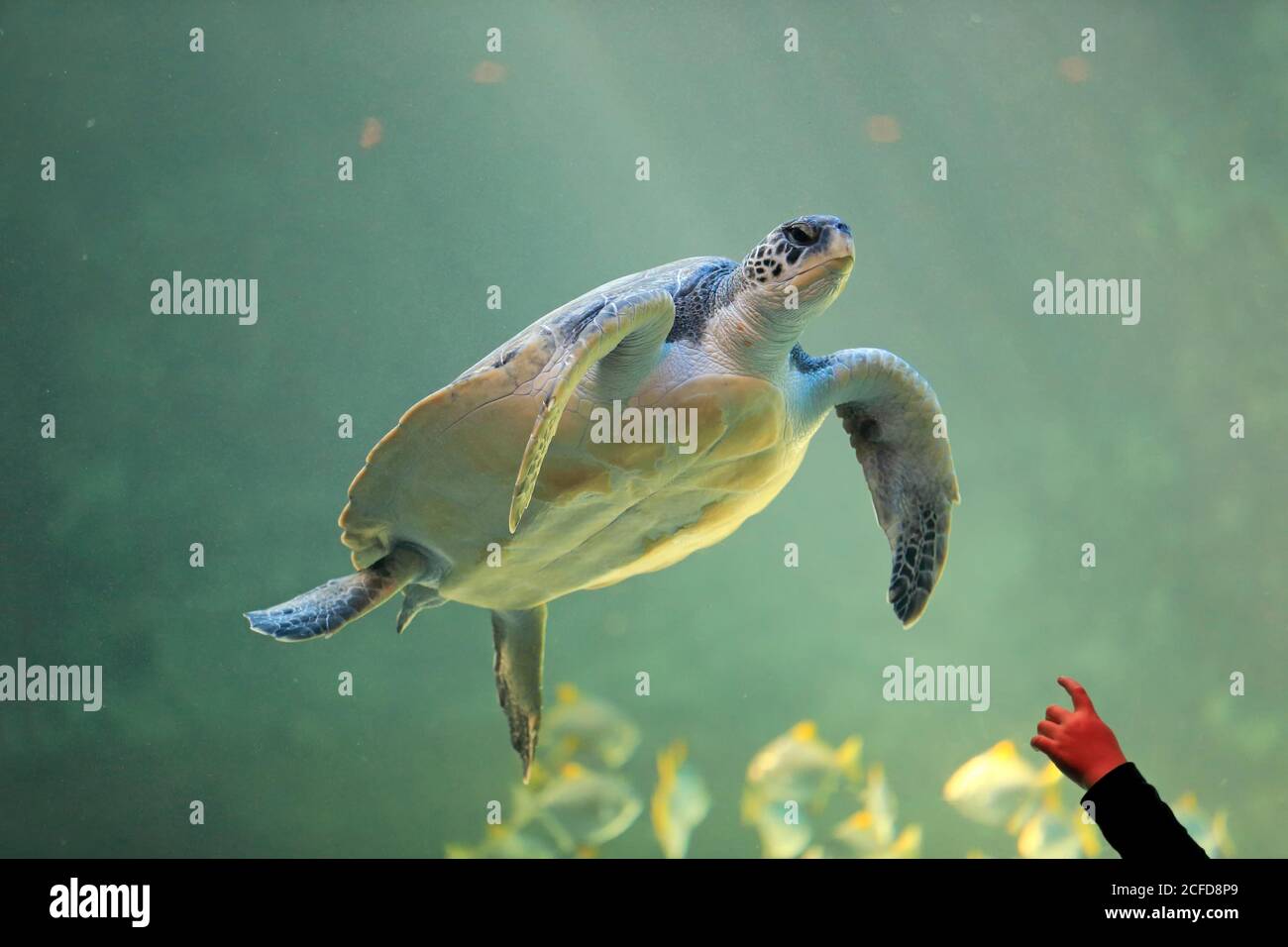 Grüne Schildkröte (Chelonia mydas), Erwachsene, schwimmen, im Wasser, Hand zeigt auf das Tier, Aquarium, gefangen, Kapstadt, Südafrika Stockfoto