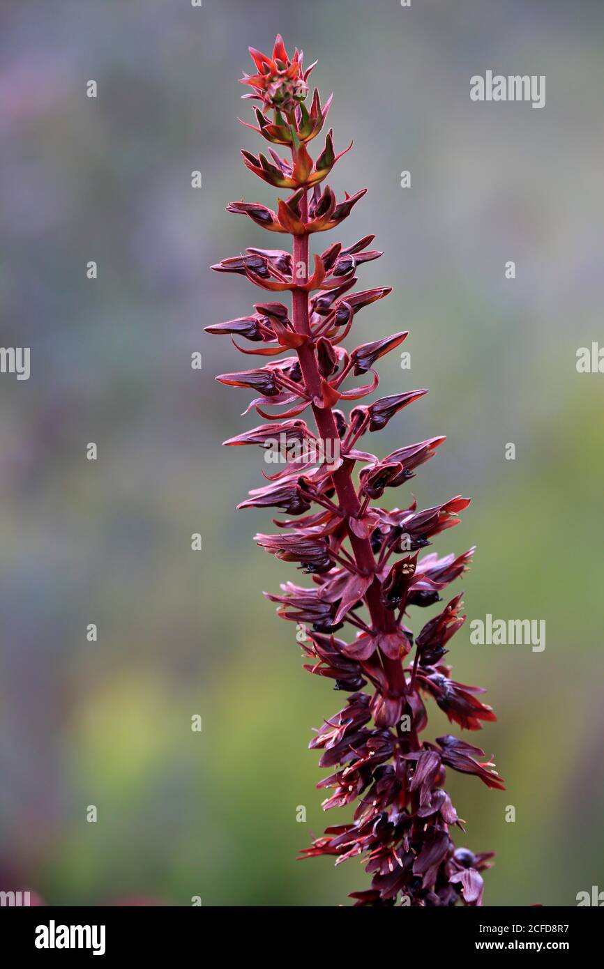 Riesige Honigblume (Melianthus major), Blume, Blüte, Strauch, Kirstenbosch Botanical Garden, Kapstadt, Südafrika Stockfoto