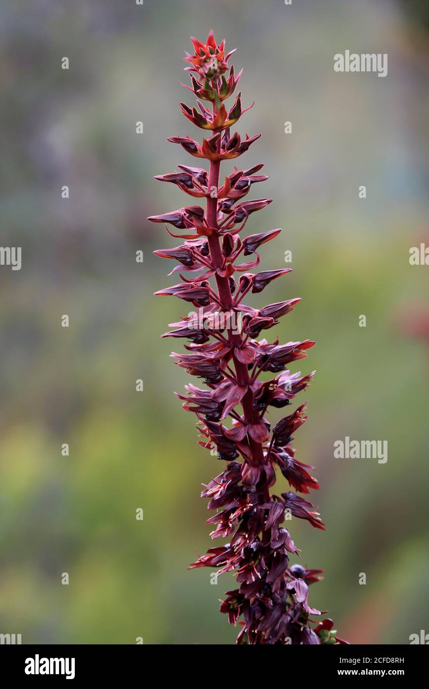 Riesige Honigblume (Melianthus major), Blume, Blüte, Strauch, Kirstenbosch Botanical Garden, Kapstadt, Südafrika Stockfoto