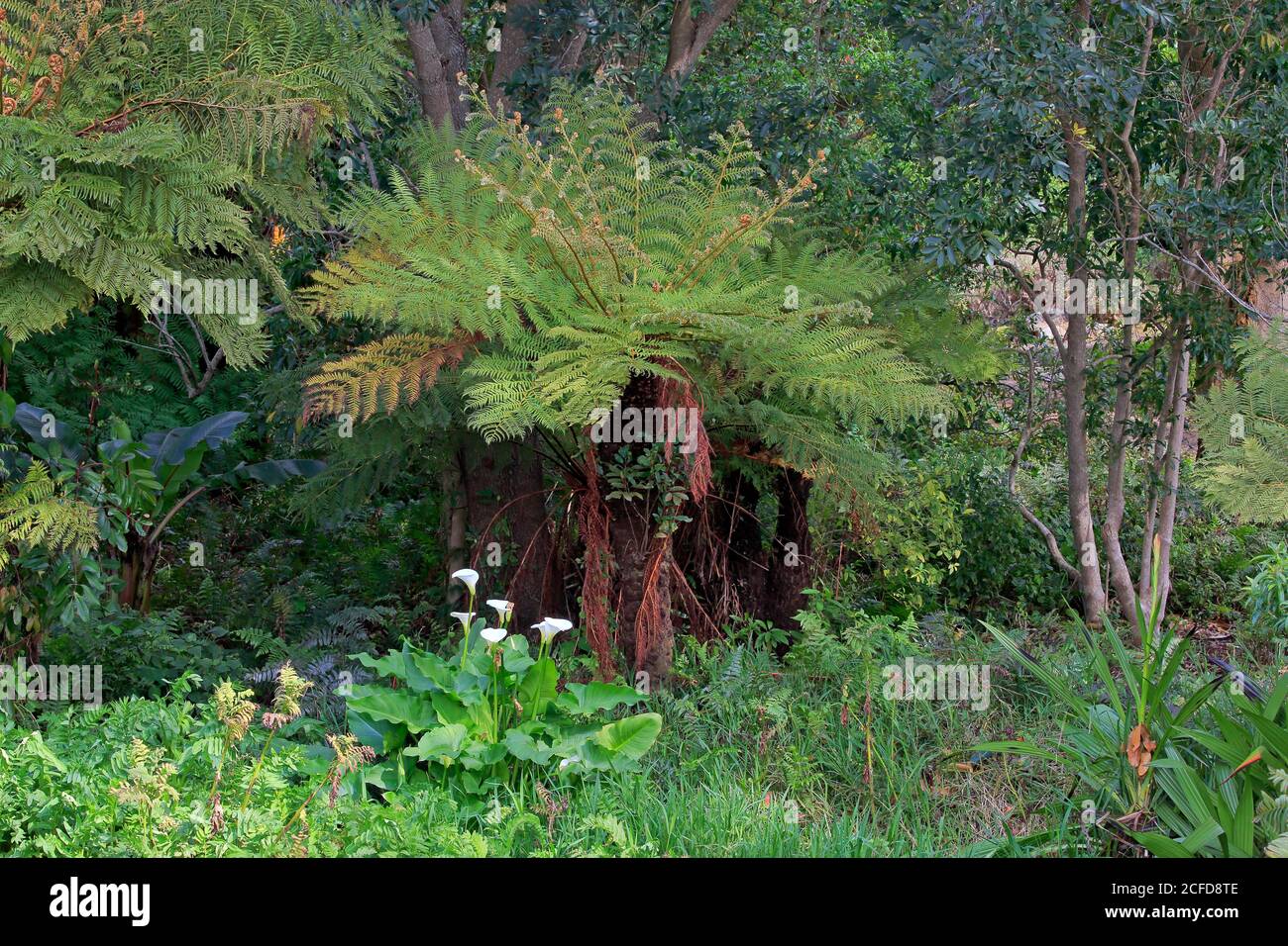 Cape Beaker Fern, (Cyathea capensis), Alsophila capensis, Cape Tree Fern, Kirstenbosch Botanical Garden, Kapstadt, Südafrika Stockfoto