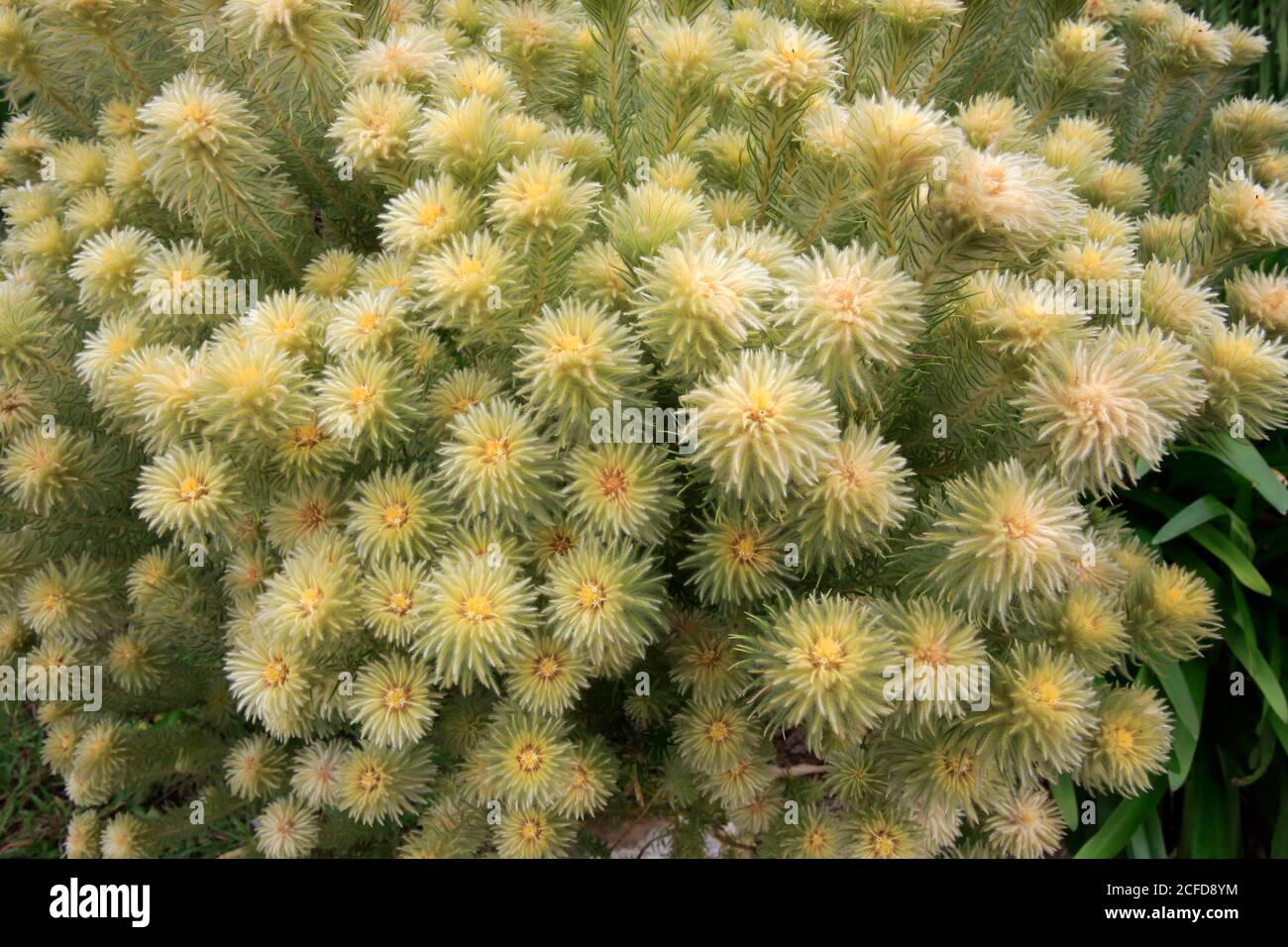 Phylica (Phylica pubescens), Blume, blühend, rosenartig, Sanddorn, Zwergstrauch, Kirstenbosch Botanical Garden, Kapstadt, Südafrika Stockfoto