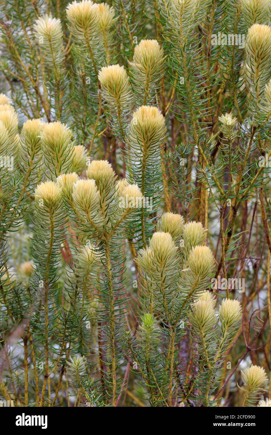 Phylica (Phylica pubescens), Blume, blühend, rosenartig, Sanddorn, Zwergstrauch, Kirstenbosch Botanical Garden, Kapstadt, Südafrika Stockfoto
