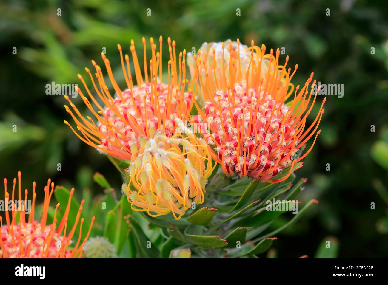 Pincushion protea, (Protea Leucospermum erubescens), Blume, Blüte, Silberbaumpflanze, Kirstenbosch Botanical Garden, Kapstadt, Südafrika Stockfoto