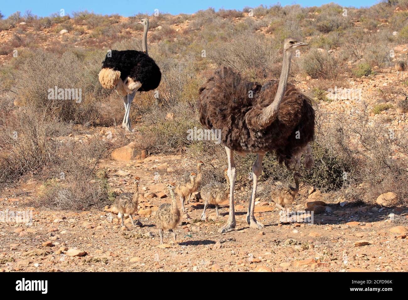 Südafrikanischer Strauß (Struthio camelus australis), Erwachsene, weiblich, männlich, Paar, jung, Familie, Gruppe, wachsam, Nahrungssuche, Oudtshoorn, Western Cape, South Stockfoto