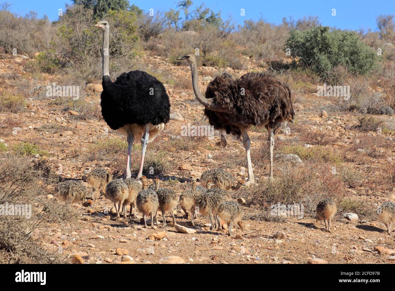 Südafrikanischer Strauß (Struthio camelus australis), Erwachsene, weiblich, männlich, Paar, jung, Familie, Gruppe, wachsam, Nahrungssuche, Oudtshoorn, Western Cape, South Stockfoto