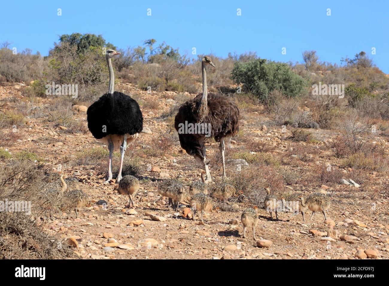 Südafrikanischer Strauß (Struthio camelus australis), Erwachsene, weiblich, männlich, Paar, jung, Familie, Gruppe, wachsam, Nahrungssuche, Oudtshoorn, Western Cape, South Stockfoto