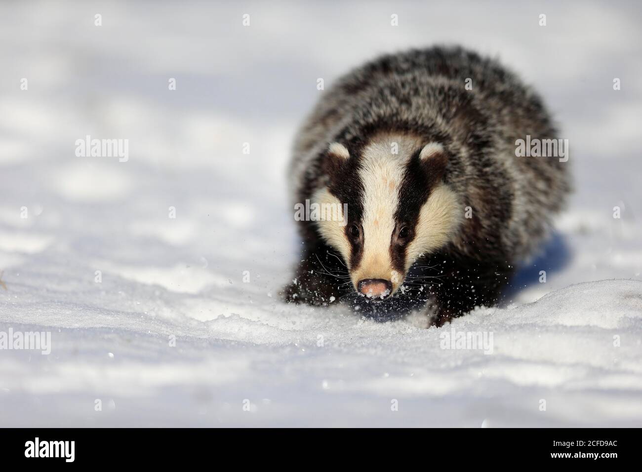 Was Frisst Ein Dachs Im Winter www.alamy.de