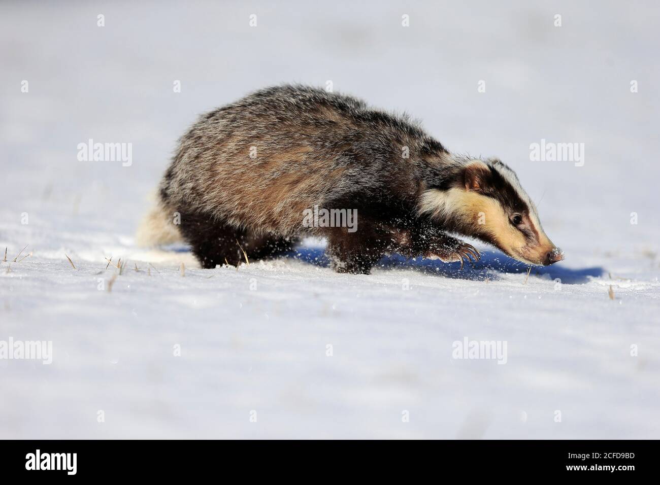 Was Frisst Ein Dachs Im Winter www.alamy.de