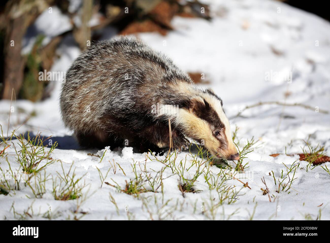 Europäischer Dachs (Meles meles), erwachsen, im Winter, im Schnee