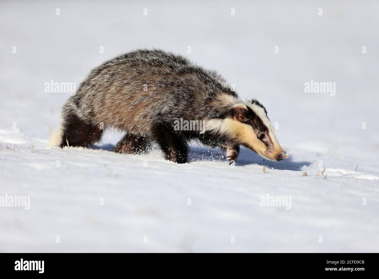 Was Frisst Ein Dachs Im Winter