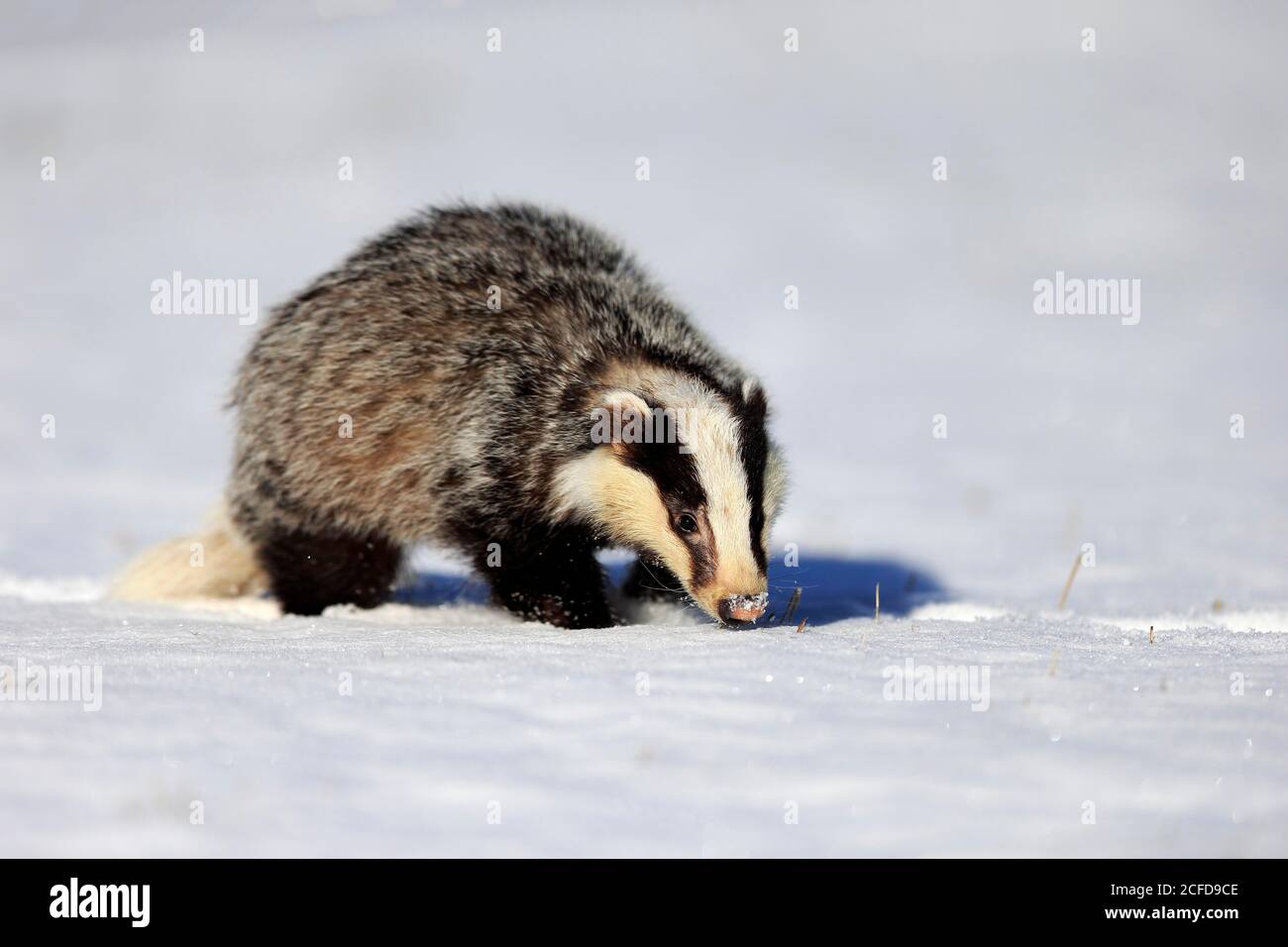 Europäischer Dachs (Meles meles), erwachsen, im Winter, im Schnee
