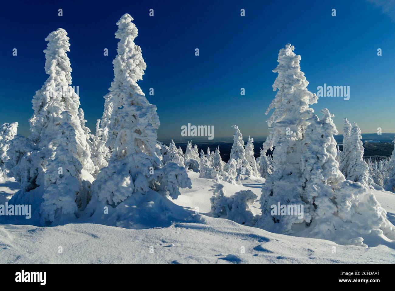 Schneefichten (Picea) auf dem winterlich schneebedeckten Brocken, Winter, Schnee, Harz, Berg, Schierke, Sachsen-Anhalt, Deutschland Stockfoto