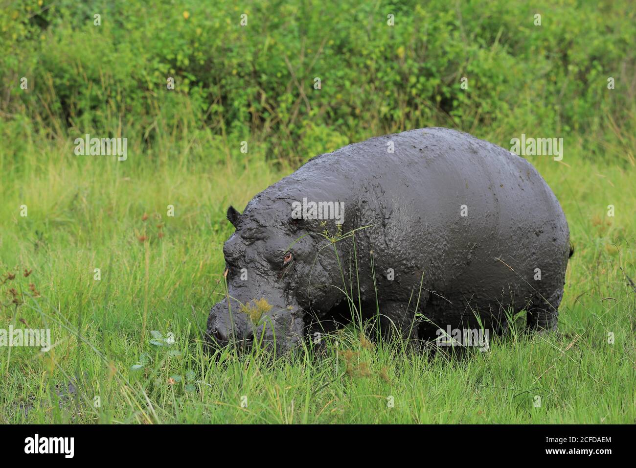 Hippo (Hippopotamus amphibius), Queen Elisabeth National Park, Uganda Stockfoto
