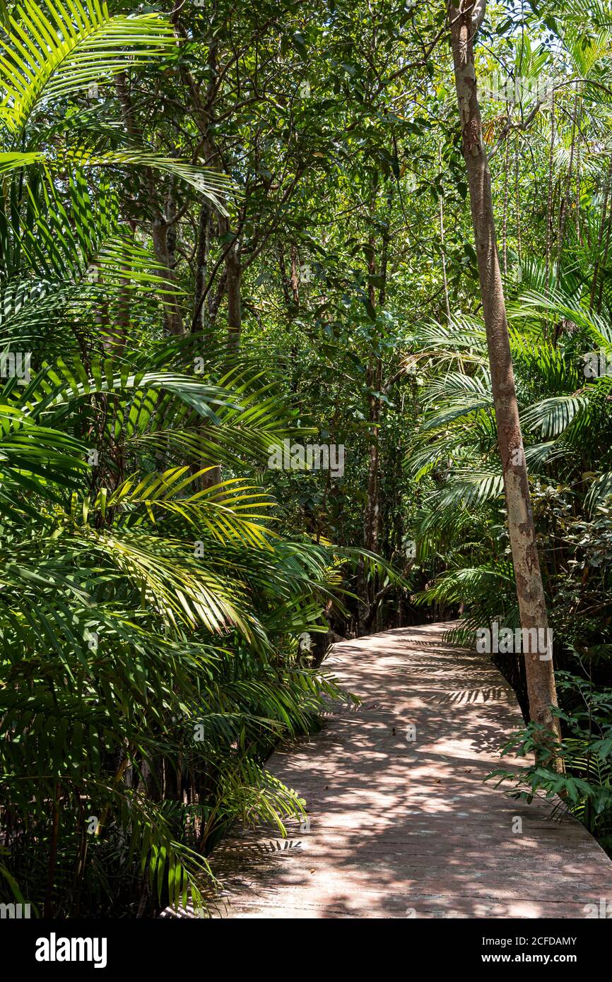 Dschungelpfad an den Tha Pom Klong Song Nam Quellen. Krabi Region, Thailand Stockfoto