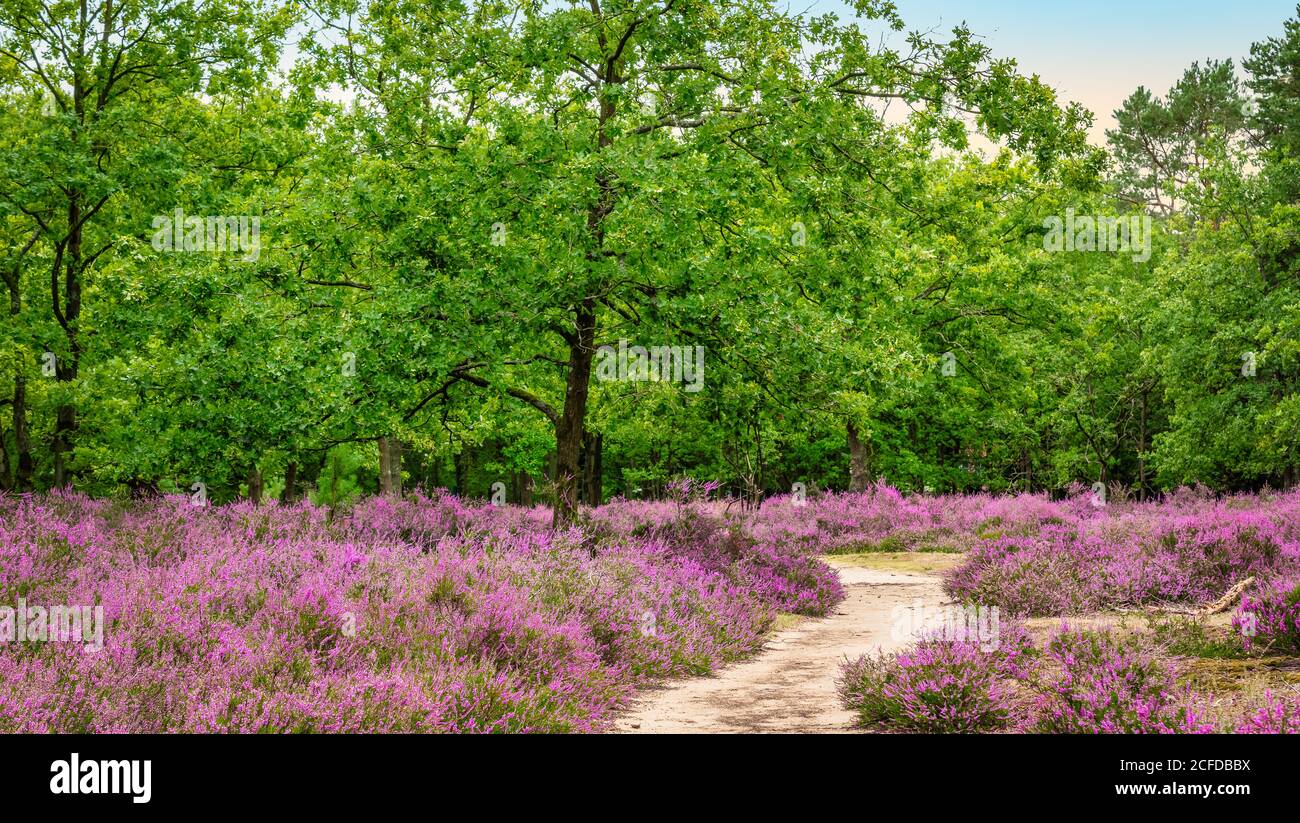 Violette Heidekraut Landschaft in Belgien. Stockfoto
