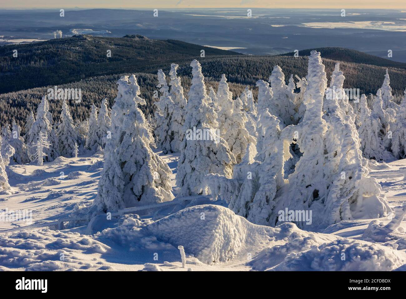 Schneefichten (Picea) auf Brocken, Harz, Schierke, Sachsen-Anhalt, Deutschland Stockfoto